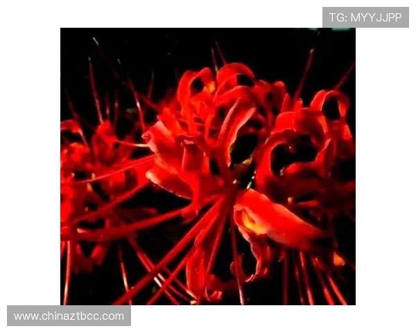 红色妖姬背后的秘密往事与命运交织的爱恨情仇 红色妖姬背后的秘密往事与命运交织的爱恨情仇