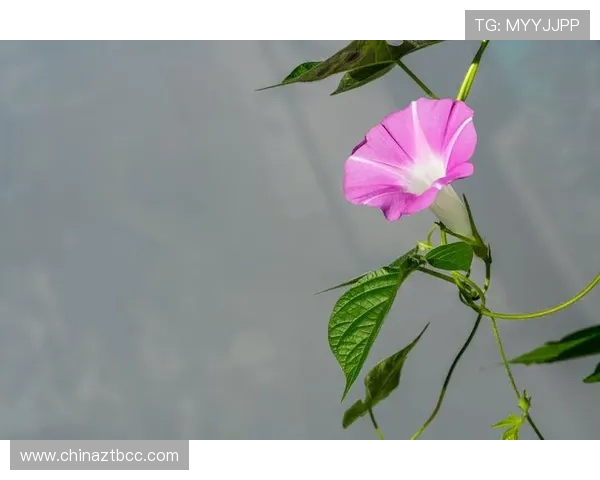 幸福蒲公英：播撒希望，绽放美好